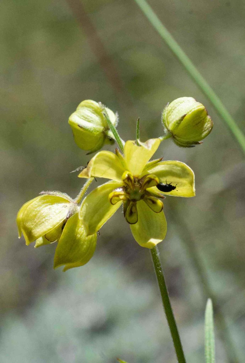 Aspidonepsis cognata photo 6