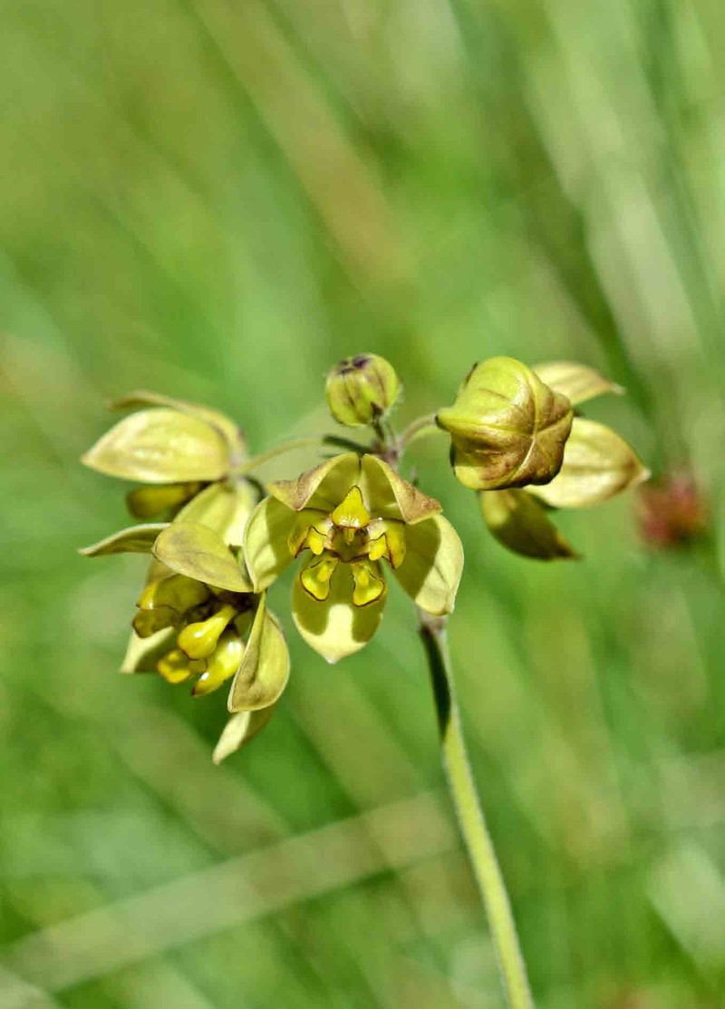 Aspidonepsis cognata photo 8