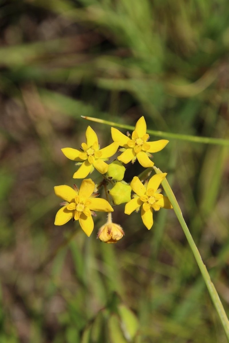 Aspidonepsis diploglossa