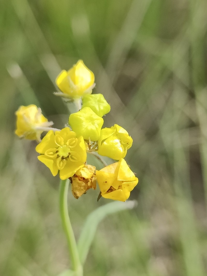 Aspidonepsis diploglossa photo 2