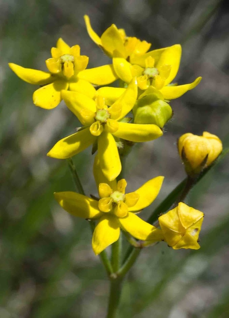 Aspidonepsis diploglossa photo 3