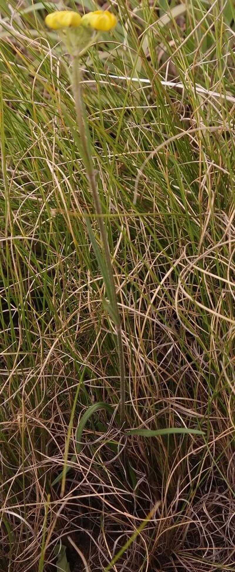Aspidonepsis diploglossa photo 4
