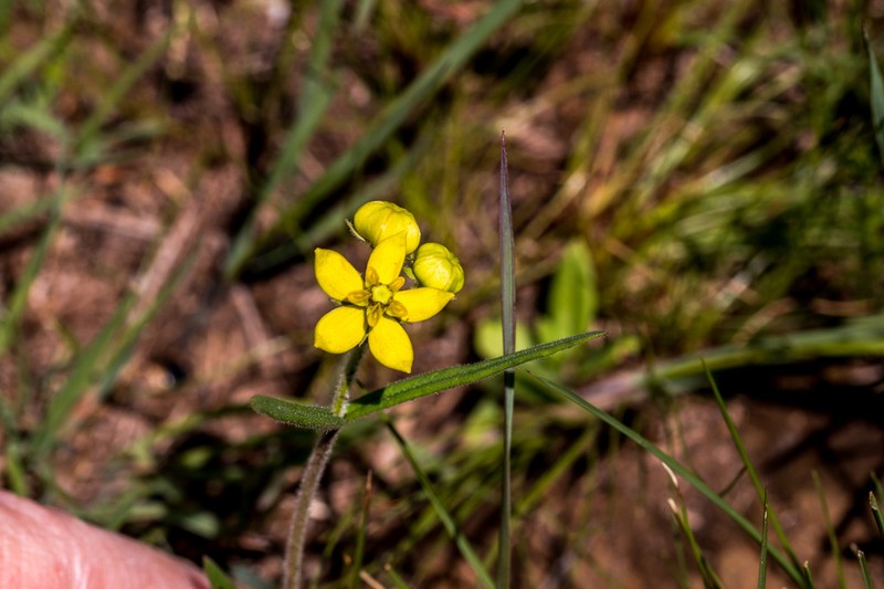 Aspidonepsis diploglossa photo 6