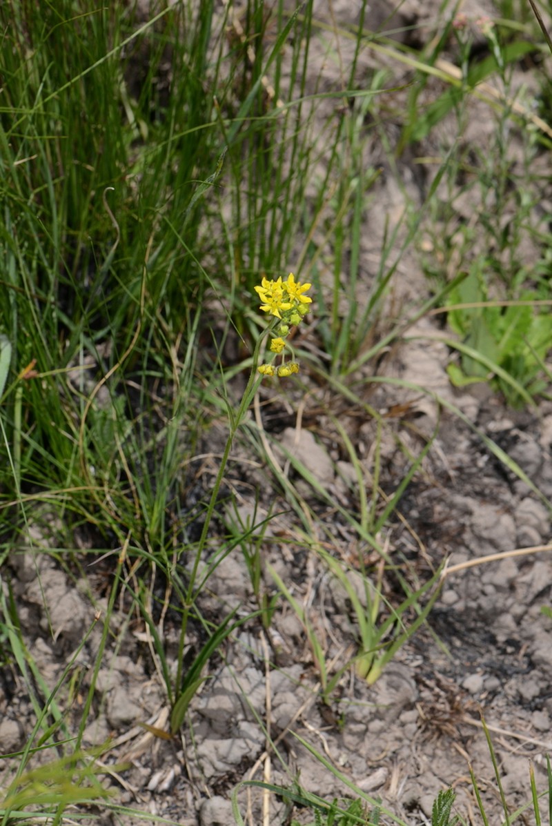 Aspidonepsis flava