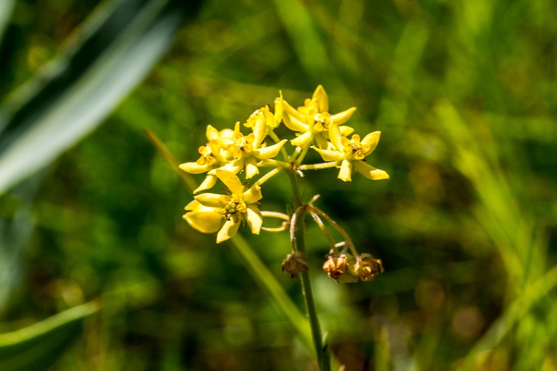 Aspidonepsis flava photo 5