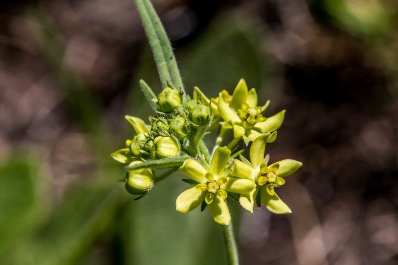 Aspidonepsis flava photo 7