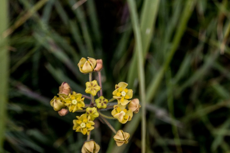 Aspidonepsis flava photo 8