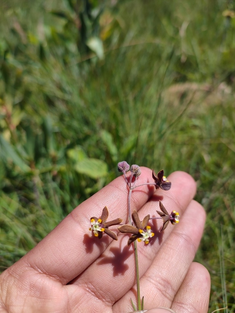 Aspidonepsis reenensis photo 2