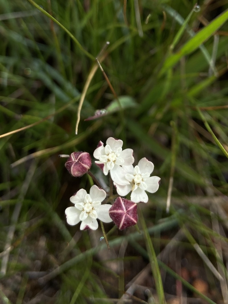 Aspidonepsis shebae