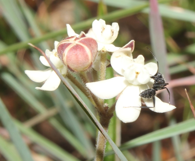 Aspidonepsis shebae photo 5