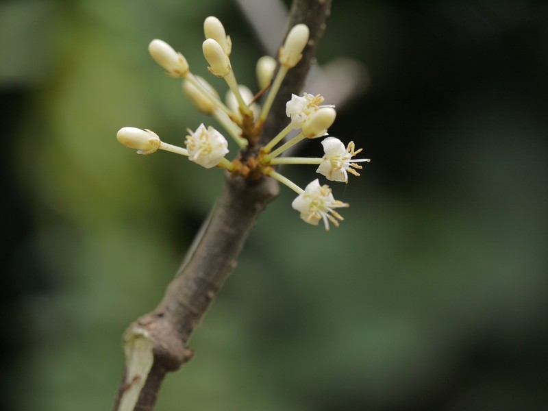Aspidopterys canarensis