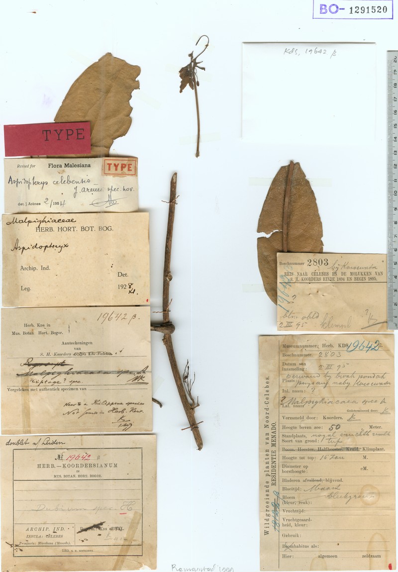 Aspidopterys celebensis