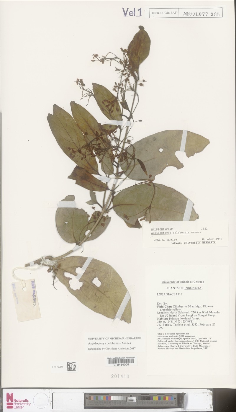Aspidopterys celebensis photo 2