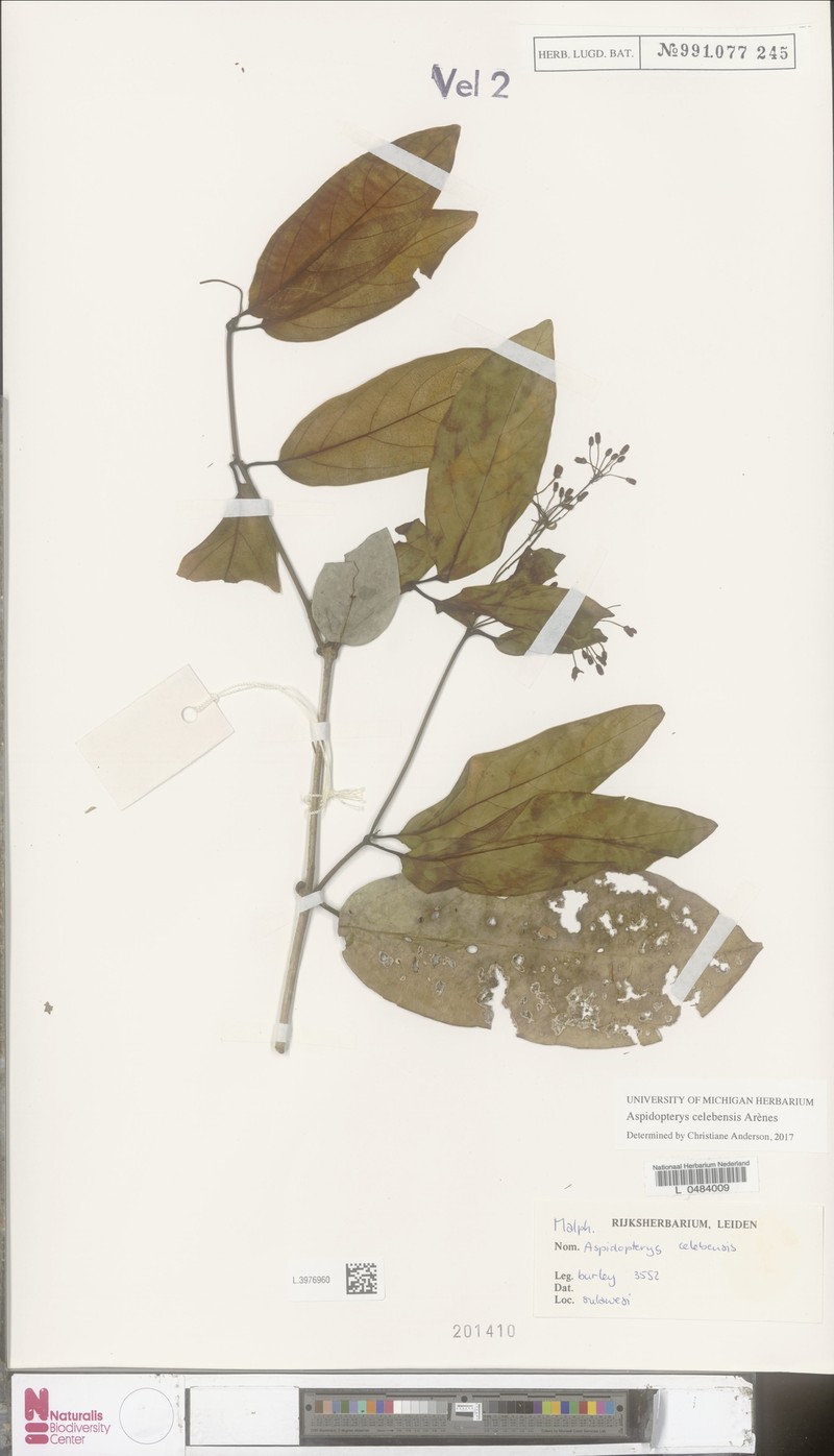 Aspidopterys celebensis photo 3