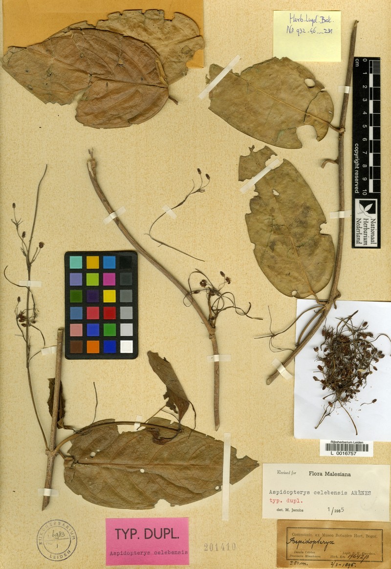 Aspidopterys celebensis photo 4