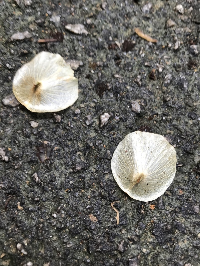 Aspidopterys concava