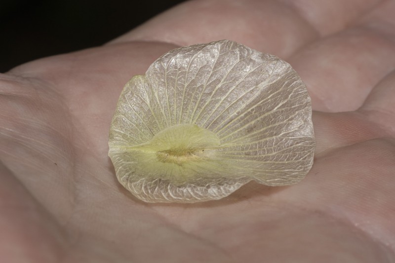 Aspidopterys concava photo 2