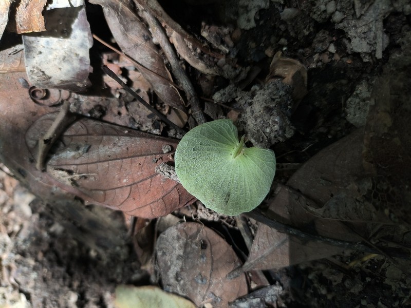 Aspidopterys concava photo 3