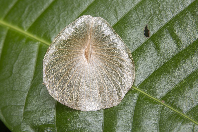 Aspidopterys concava photo 5