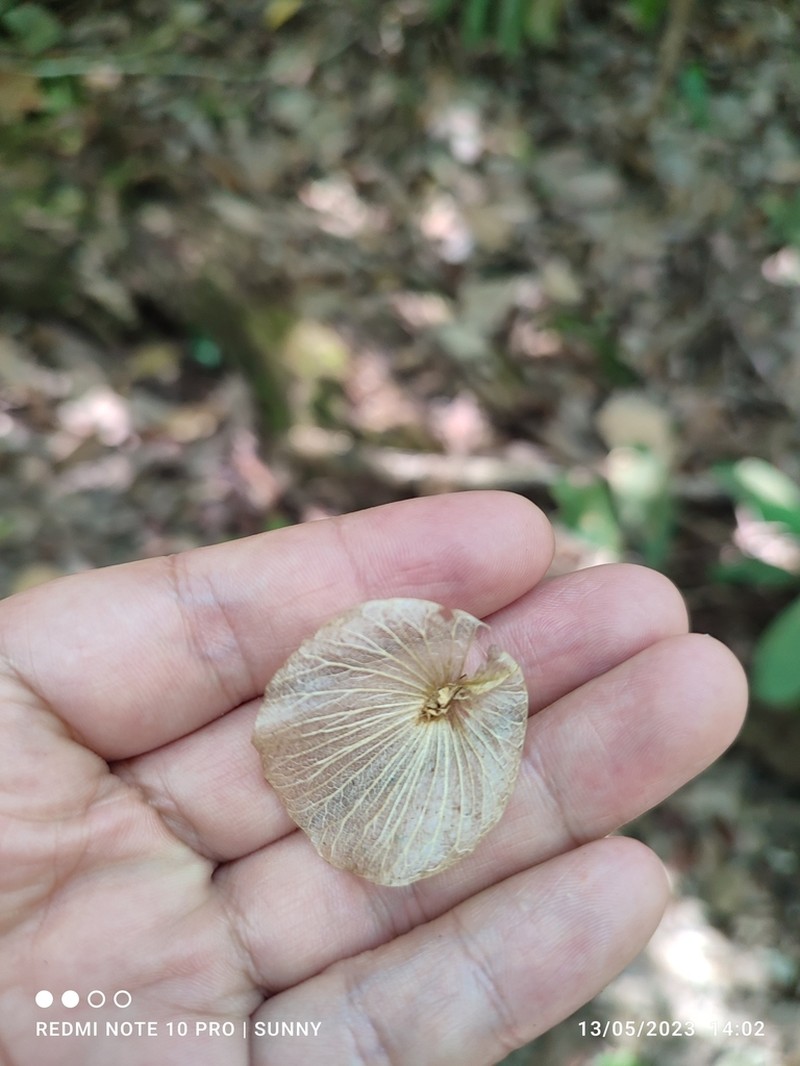 Aspidopterys concava photo 6