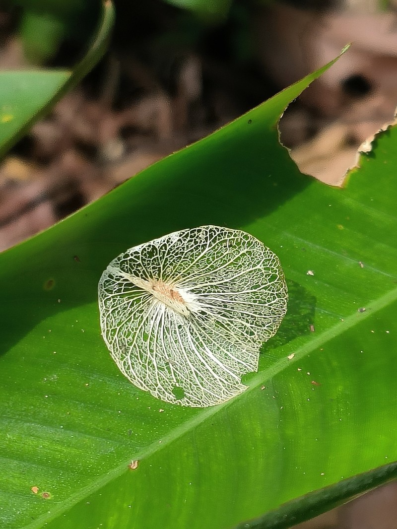 Aspidopterys concava photo 7