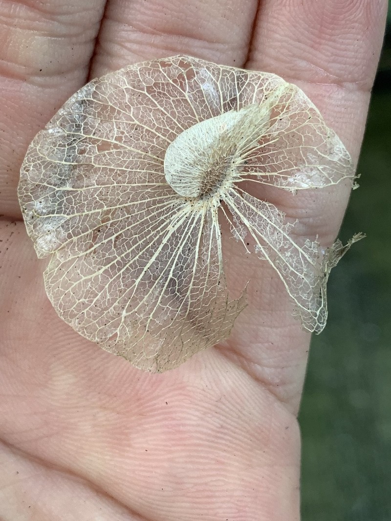 Aspidopterys concava photo 8