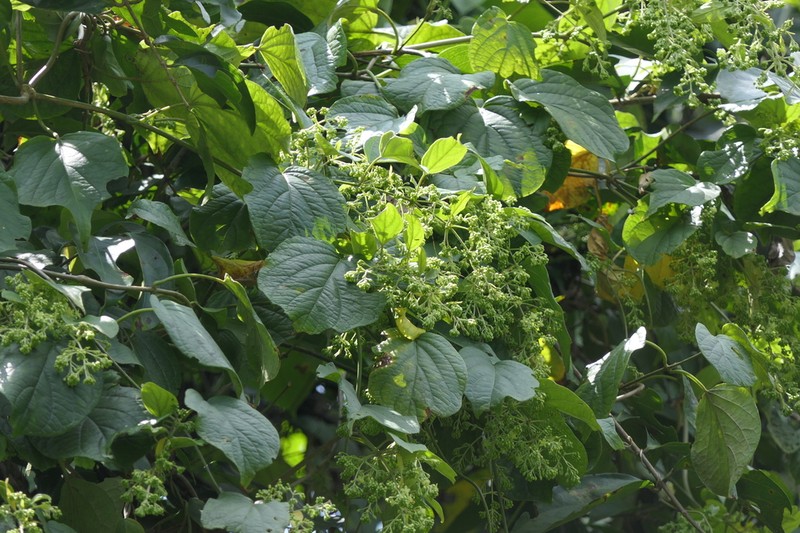 Aspidopterys cordata photo 4