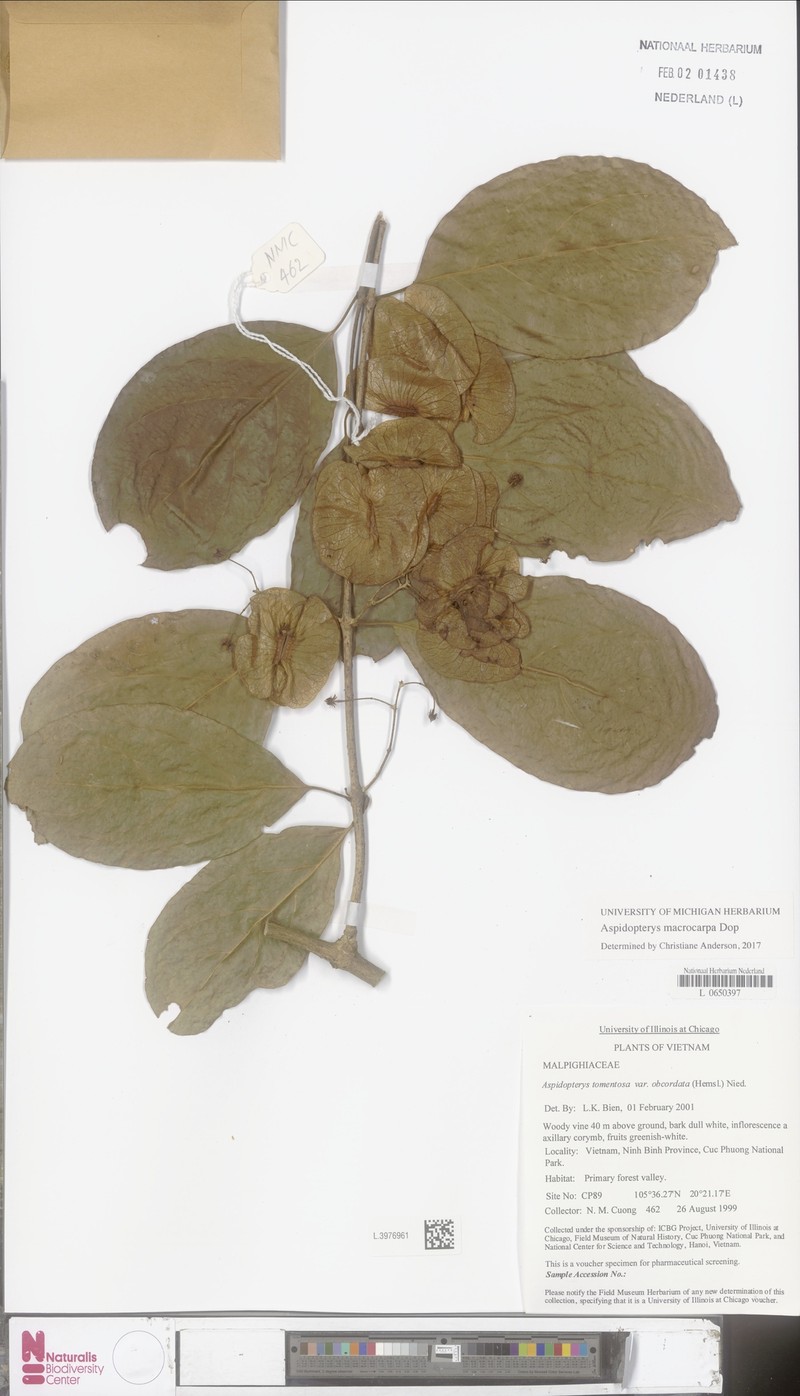 Aspidopterys elliptica