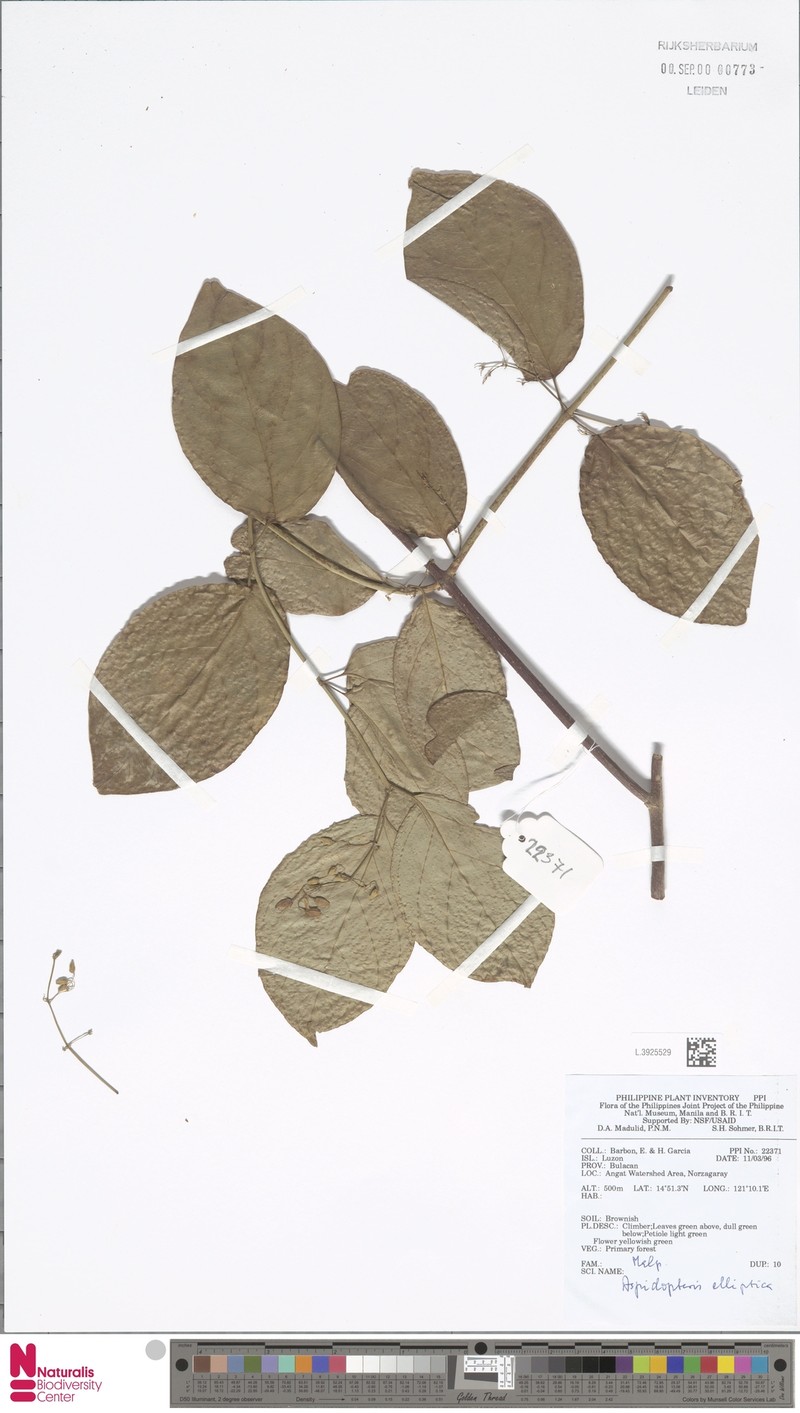 Aspidopterys elliptica photo 2