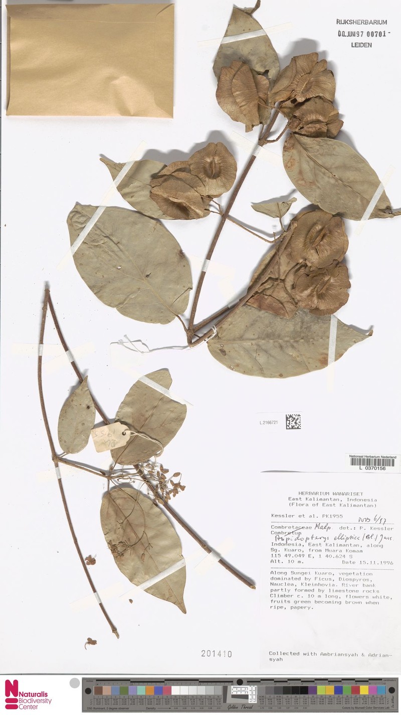 Aspidopterys elliptica photo 3