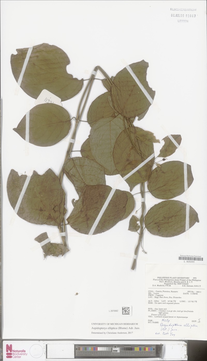 Aspidopterys elliptica photo 4