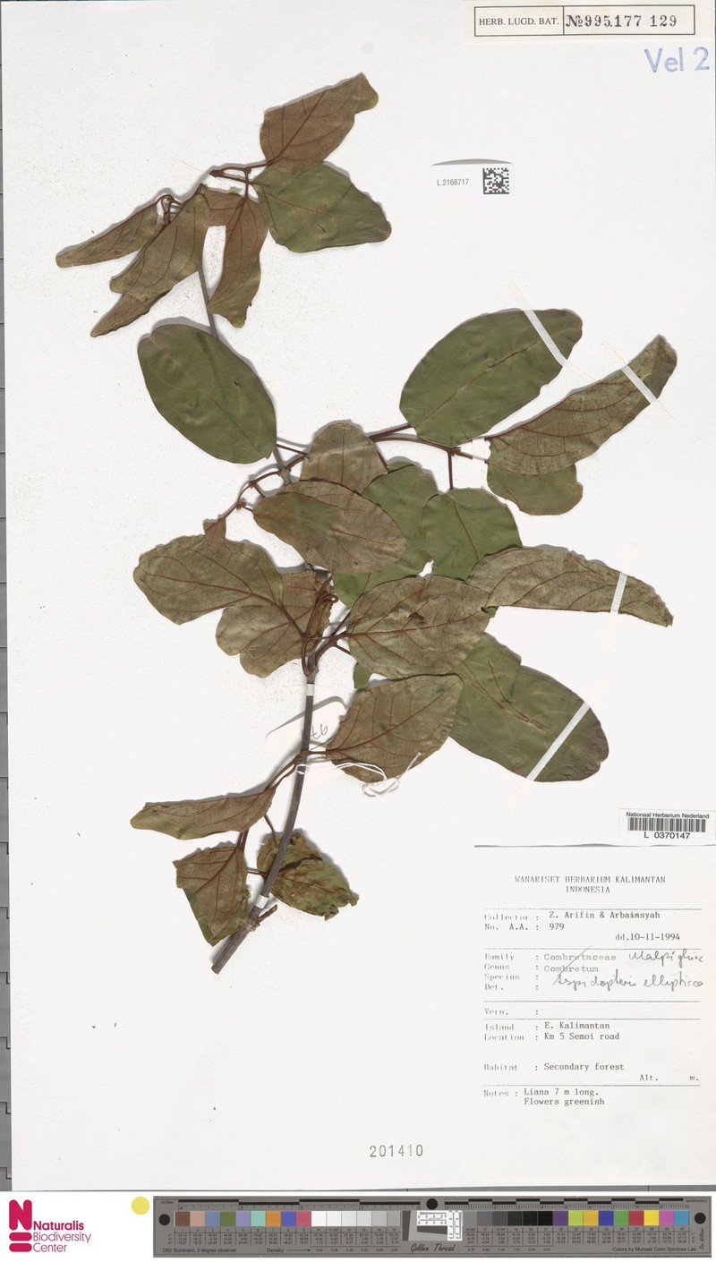 Aspidopterys elliptica photo 5