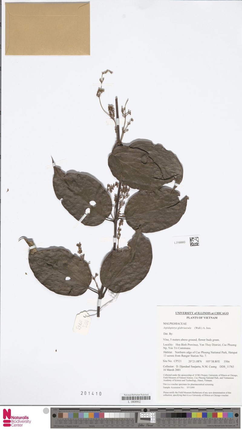 Aspidopterys glabriuscula