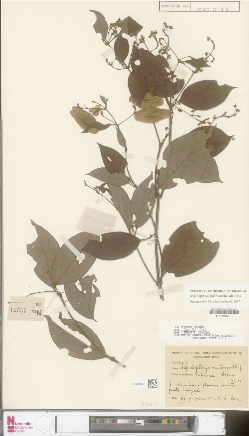 Aspidopterys glabriuscula photo 2
