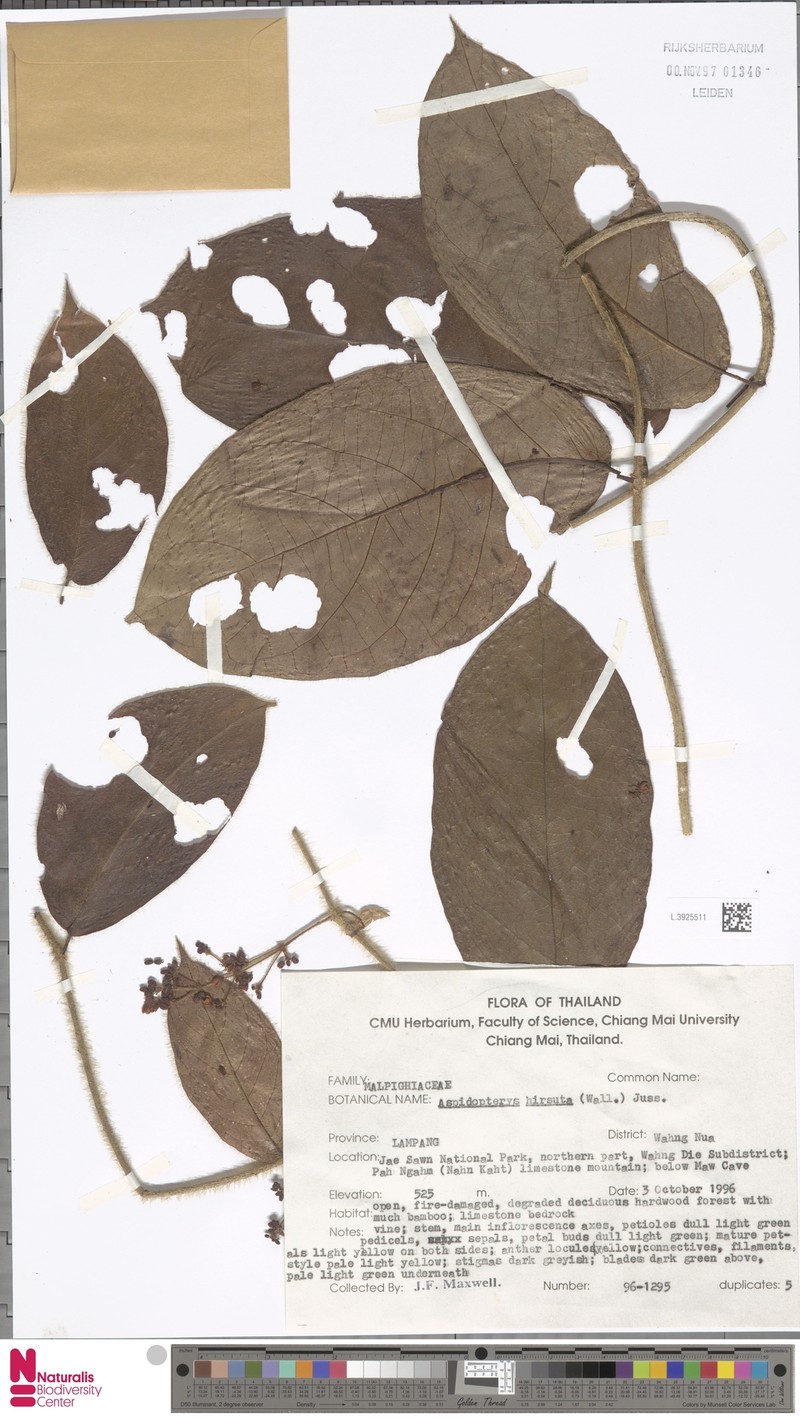 Aspidopterys hirsuta