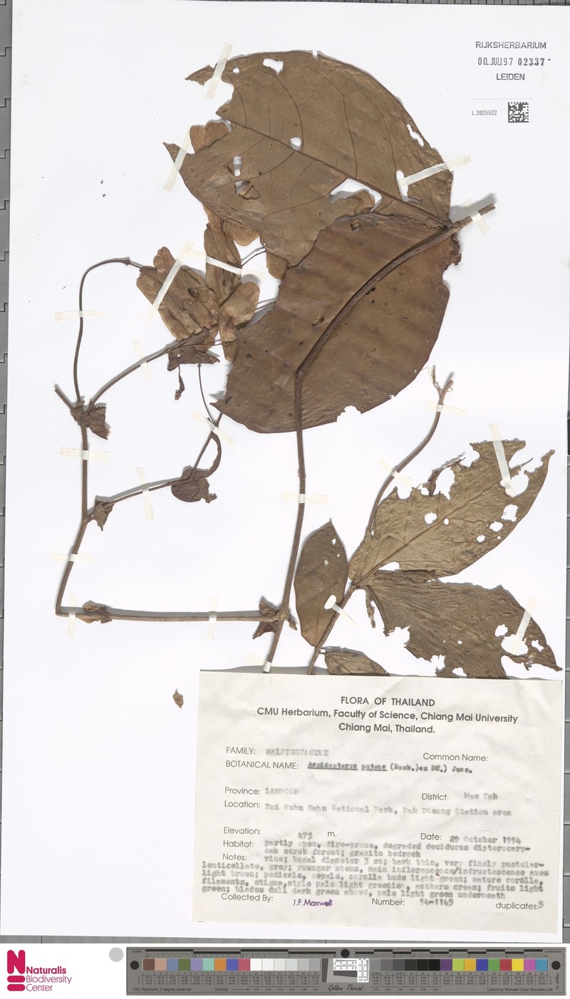 Aspidopterys nutans