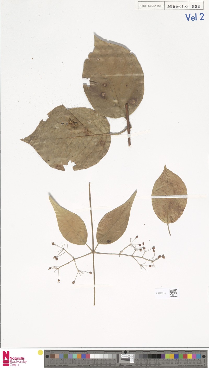 Aspidopterys nutans photo 2