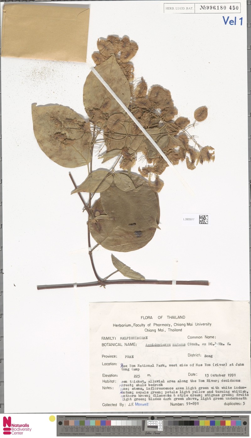 Aspidopterys nutans photo 3