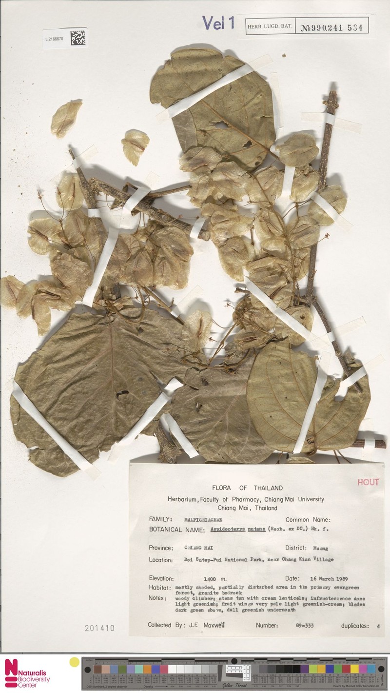 Aspidopterys nutans photo 4