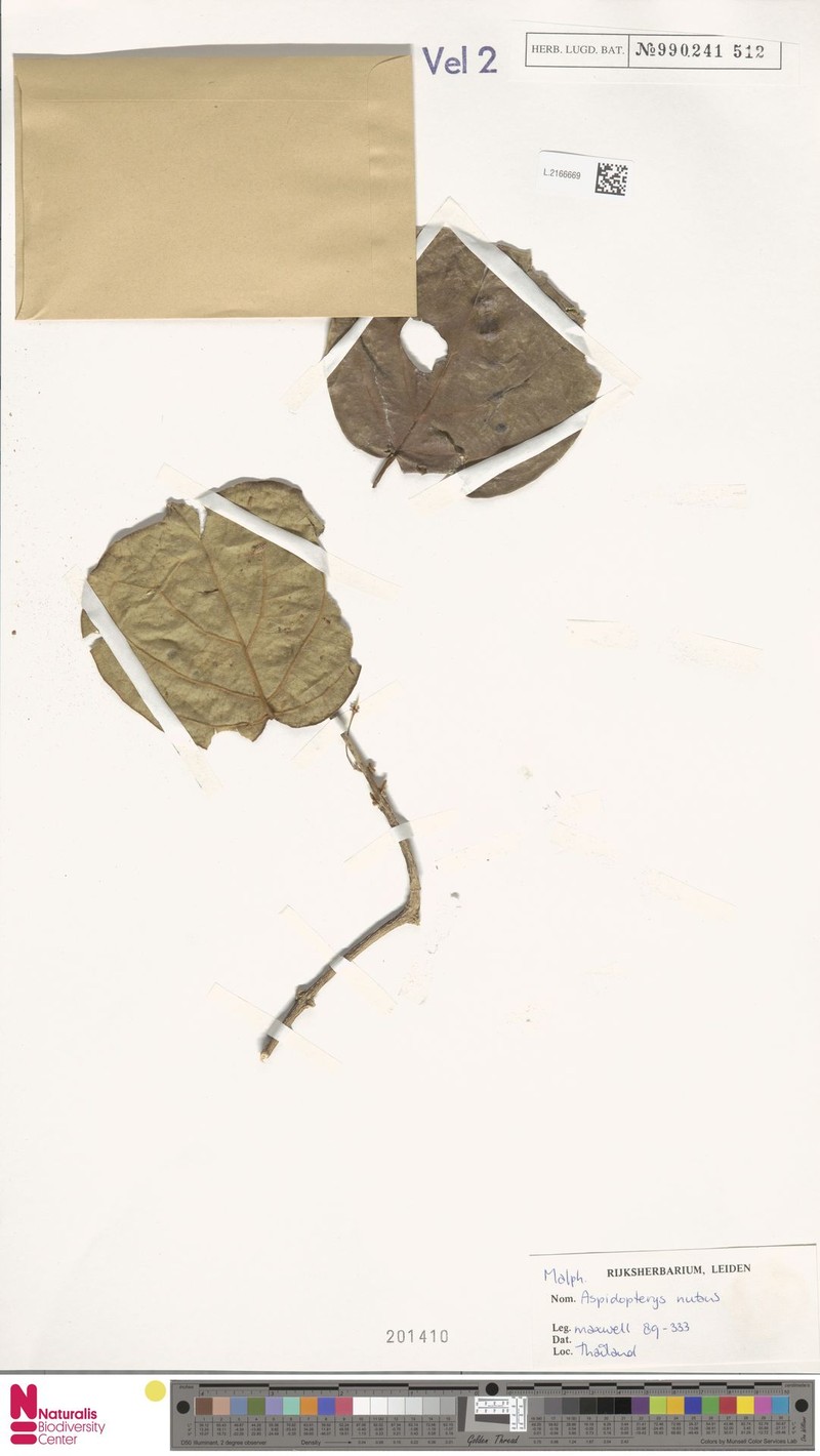 Aspidopterys nutans photo 5