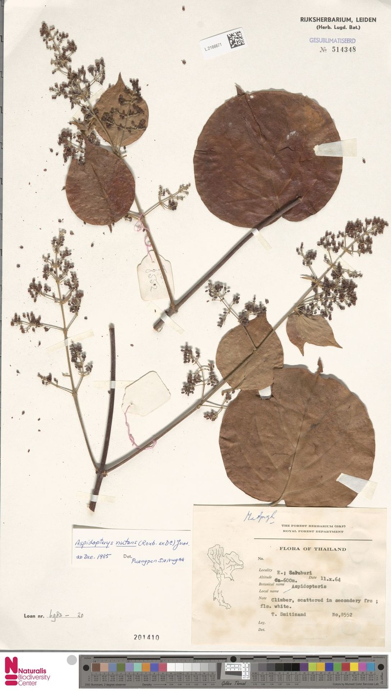 Aspidopterys nutans photo 7