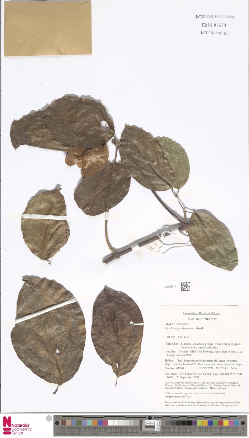 Aspidopterys oligoneura