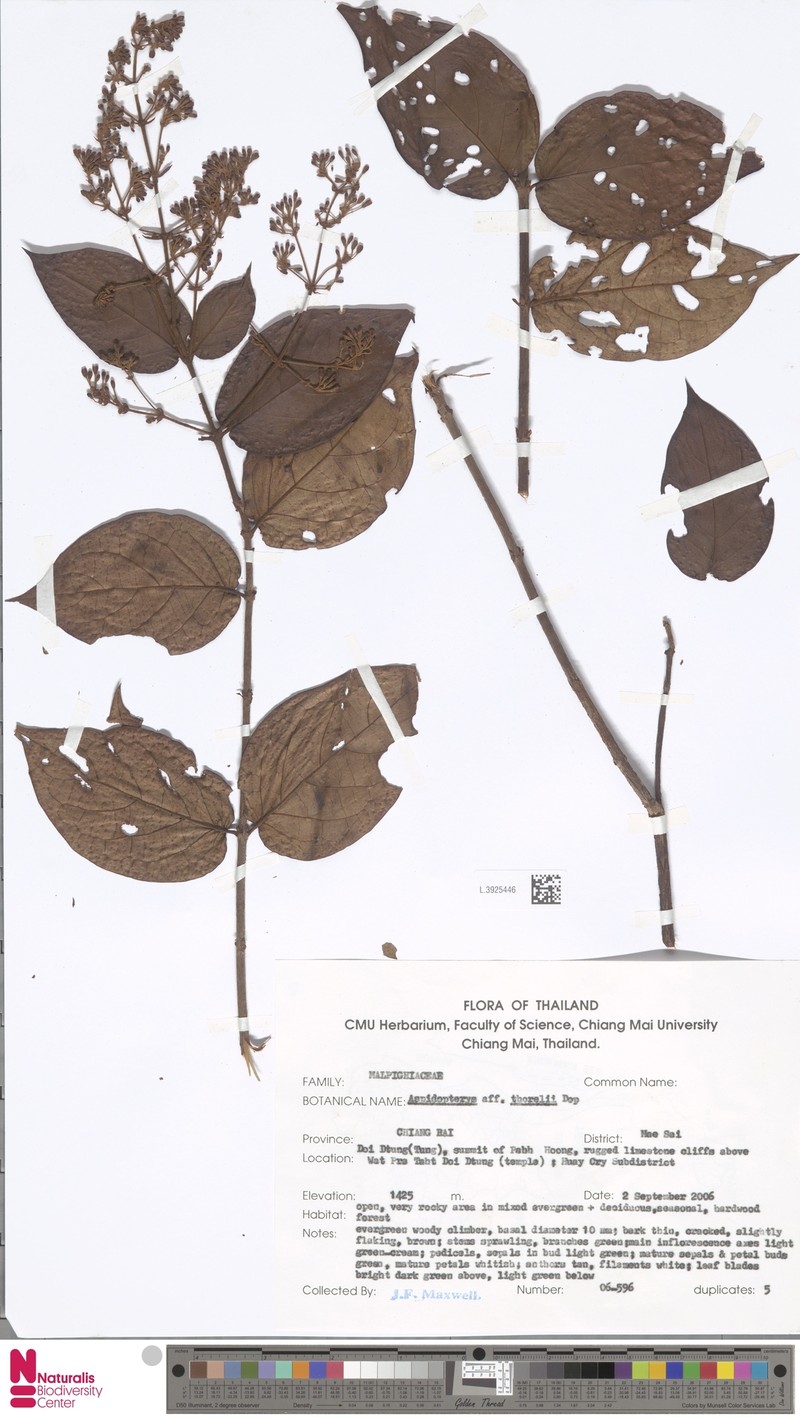 Aspidopterys thorelii