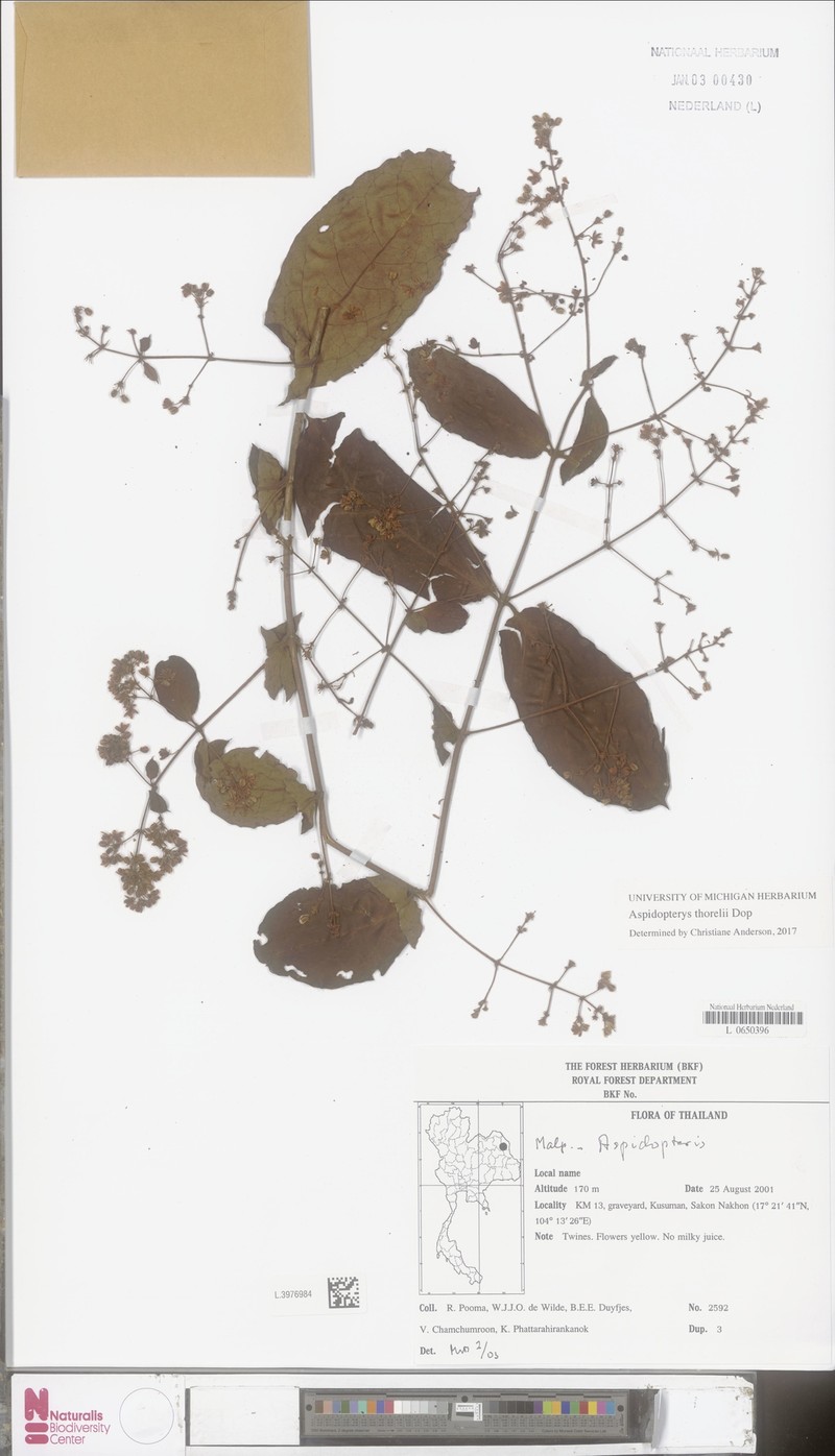 Aspidopterys thorelii photo 2