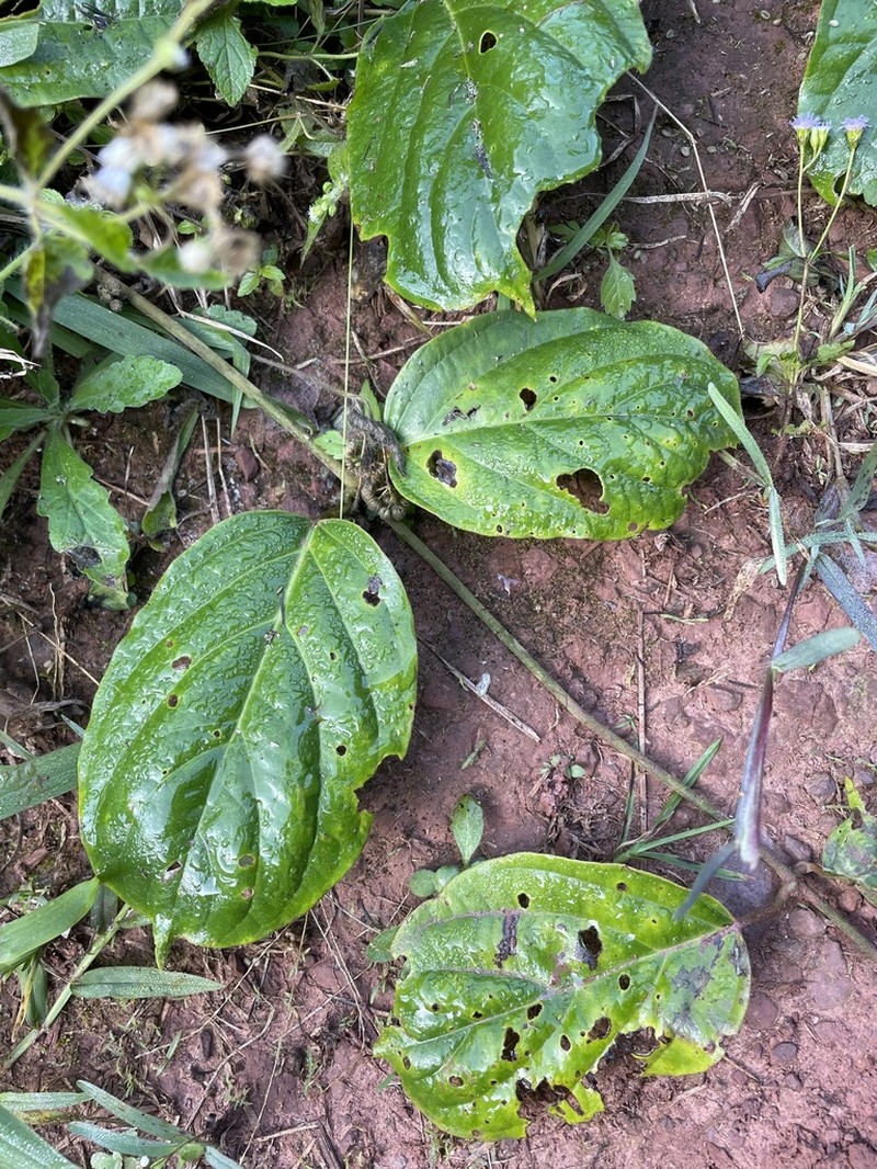 Aspidopterys tomentosa