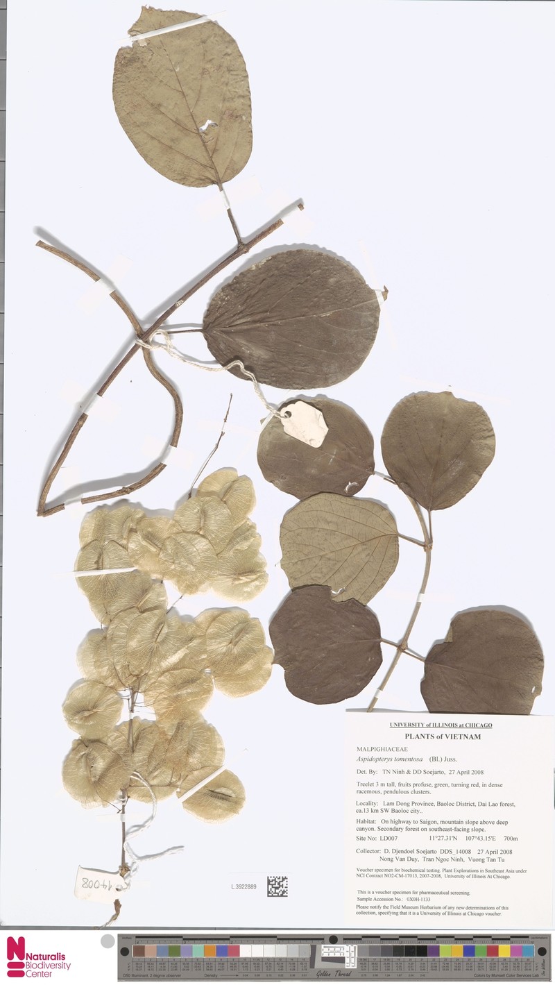 Aspidopterys tomentosa photo 2