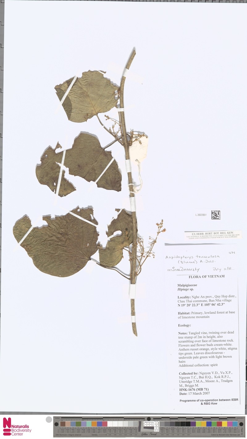 Aspidopterys tomentosa photo 3