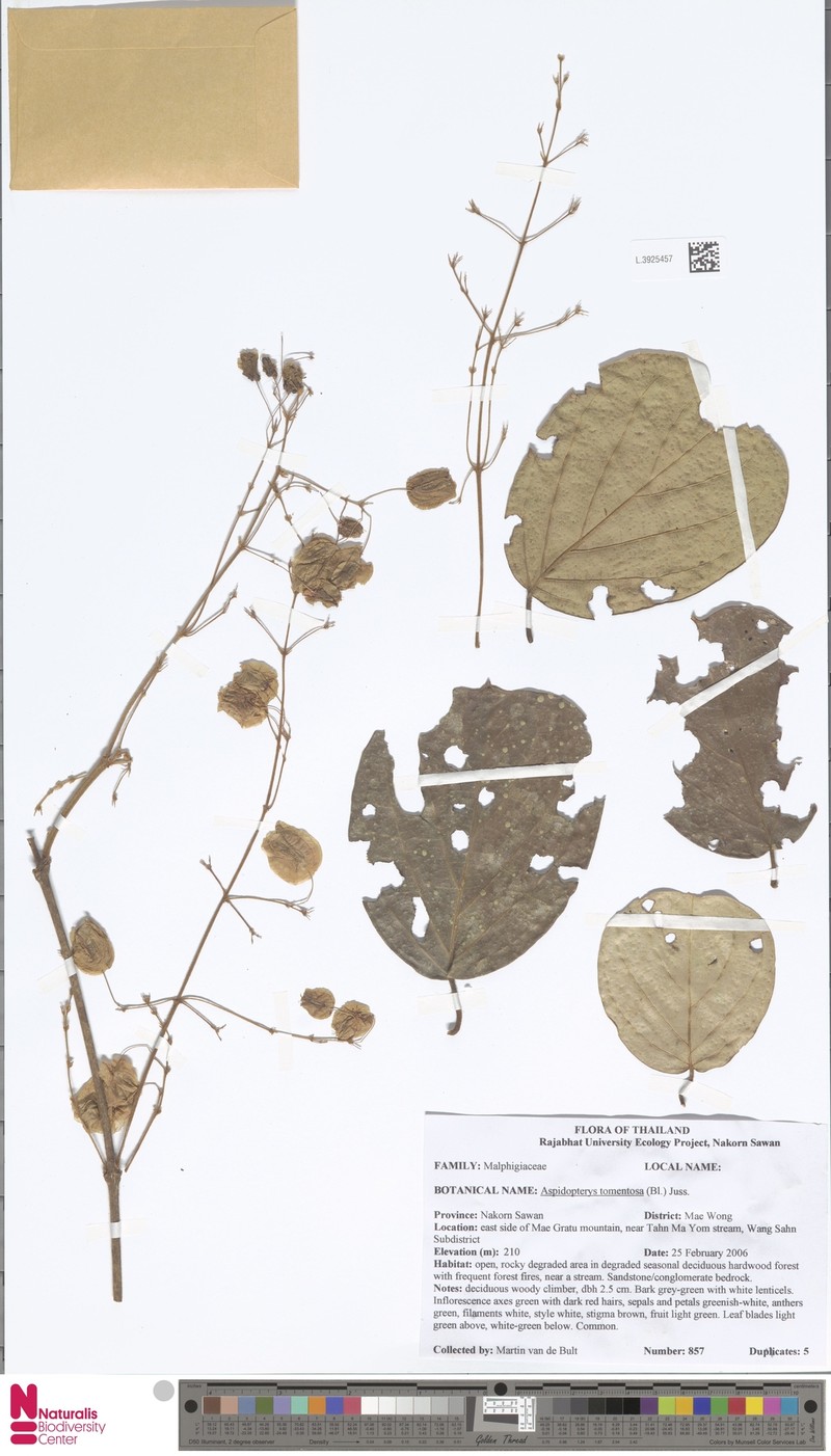 Aspidopterys tomentosa photo 4