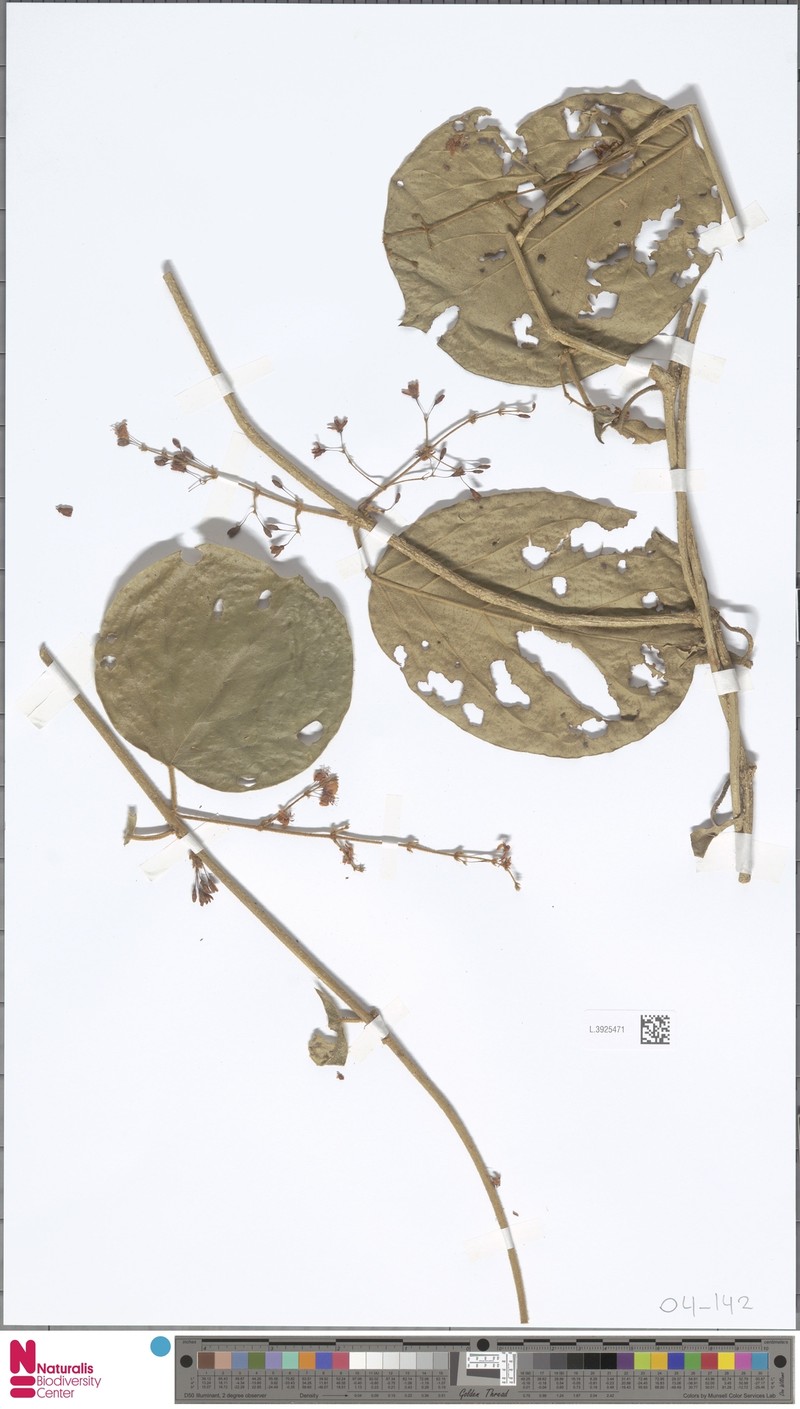 Aspidopterys tomentosa photo 5