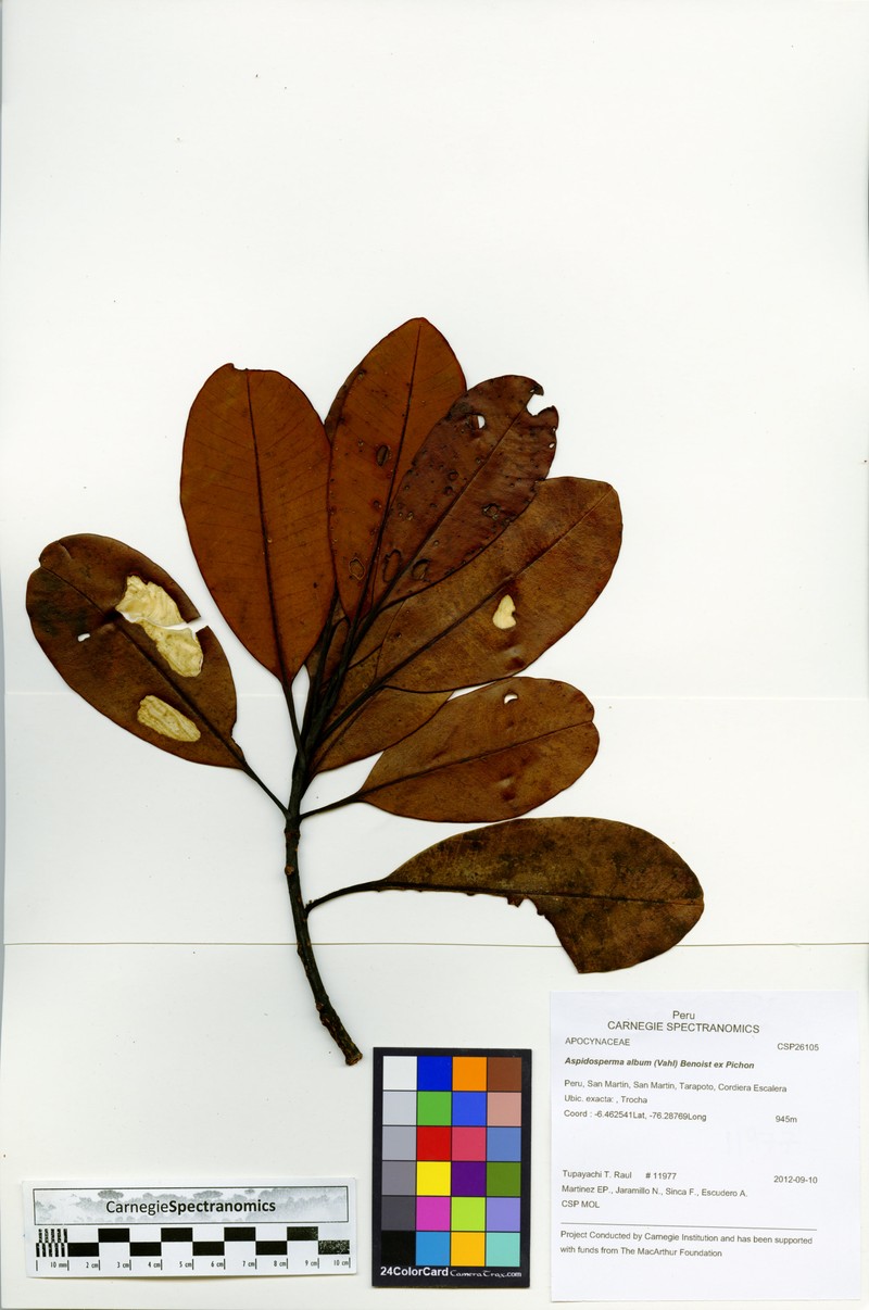Aspidosperma album photo 3